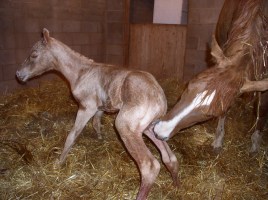 How to Create a Safe Foaling Stall